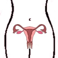Tengo periodos largos de menstruaci�n de 7 d�as