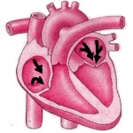 Cómo es el ciclo cardiaco