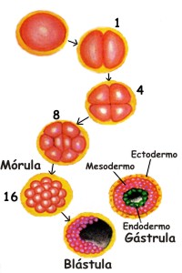 El proceso de la fecundacin humana