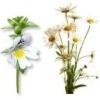 Plantas medicinales para mejorar vista