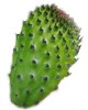 El nopal es una fruta o una verdura