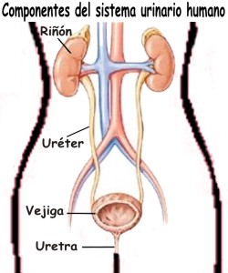 Sistema urinario-Cistitis enfisematosa