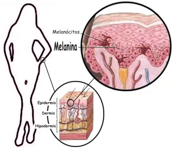 Para qu� sirve la melanina en la piel humana