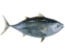 Propiedades alimenticias del atún