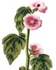Usos medicinales del malvavisco
