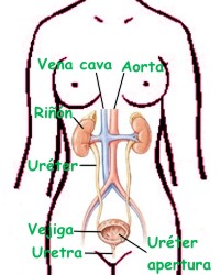 Qué es pielonefritis