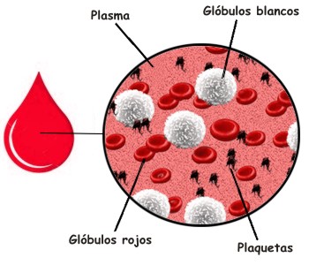 Cuál es el valor normal de las plaquetas