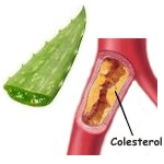 El aloe vera sirve contra el colesterol