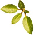 Planta medicinal madro�o para el dolor de ri�ones