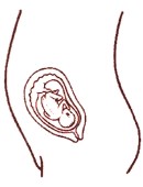 Ha transcurrido seis meses de gestaci�n