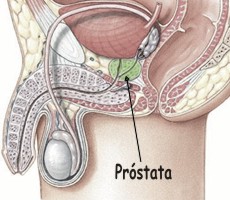 Ubicación de la próstata masculina