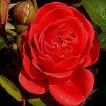 Efectos terapéuticos de las rosas