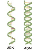 ¿En qué difieren el ADN y ARN?