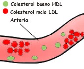 ¿En qué nos ayuda el colesterol bueno?