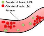 �En qu� nos ayuda el colesterol bueno?
