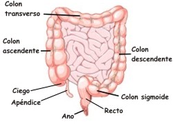 �En qu� consiste el intestino grueso?