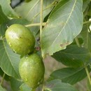¿Cómo utilizar las nueces de nogal para cubrir las canas?
