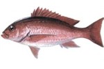 Propiedades del pez huachinango