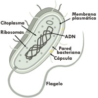 �De qu� manera atacan las bacterias al cuerpo humano?