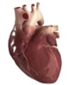 Factores de riesgos para el corazón